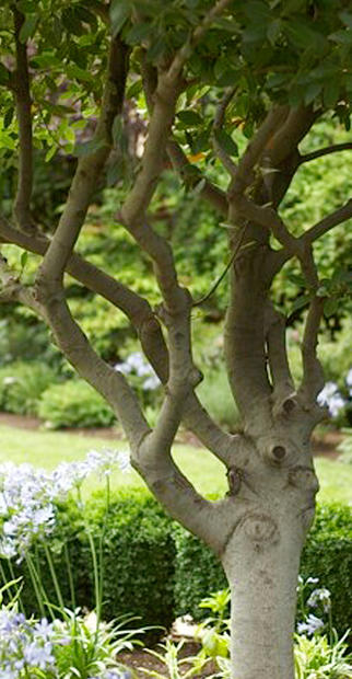 tree