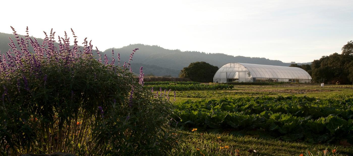 French Laundry Garden